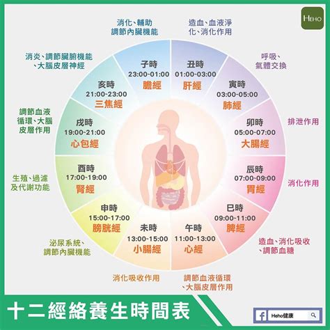 十二經絡養生時間表|十二經絡養生時間表 